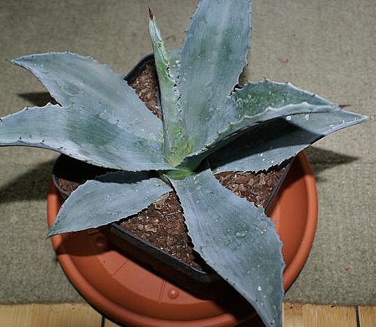 Agave Americana